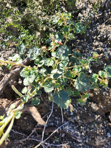 Image of Chylismia cardiophylla by no rights reserved