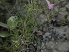 Vicia parviflora
