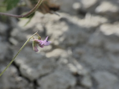 Vicia parviflora