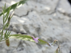 Vicia parviflora