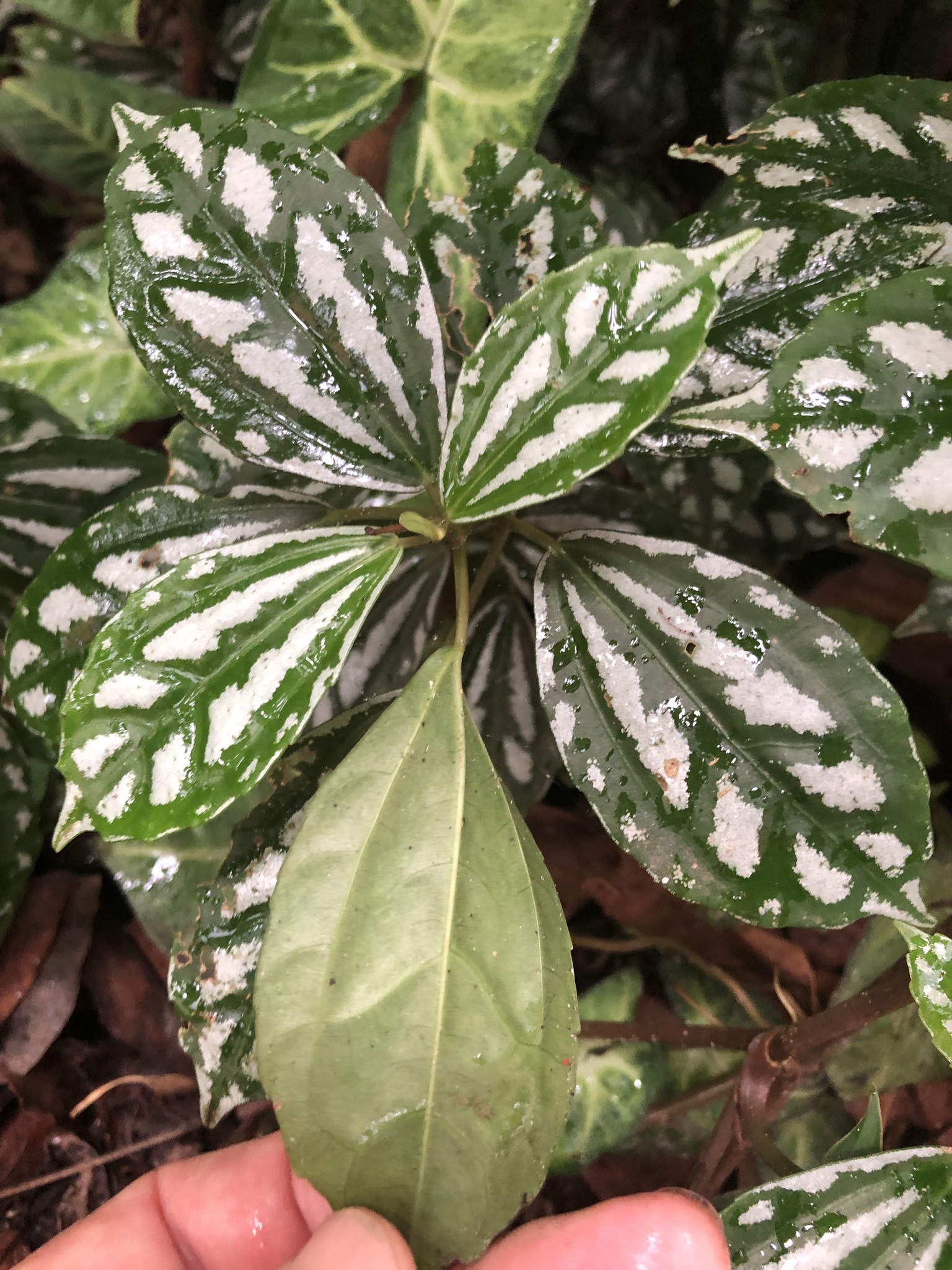 Imagem de Planta-mosaico