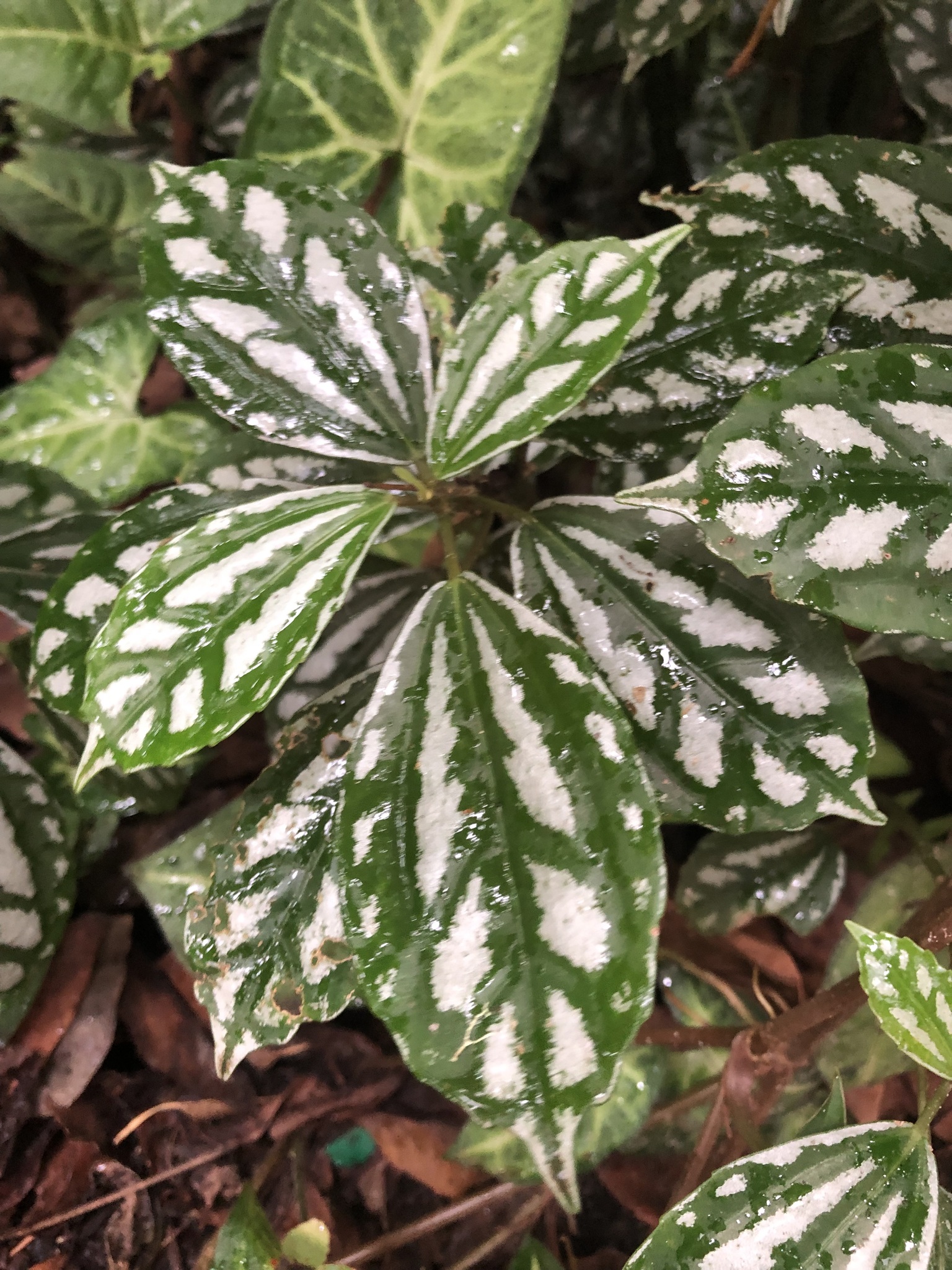 Imagem de Planta-mosaico