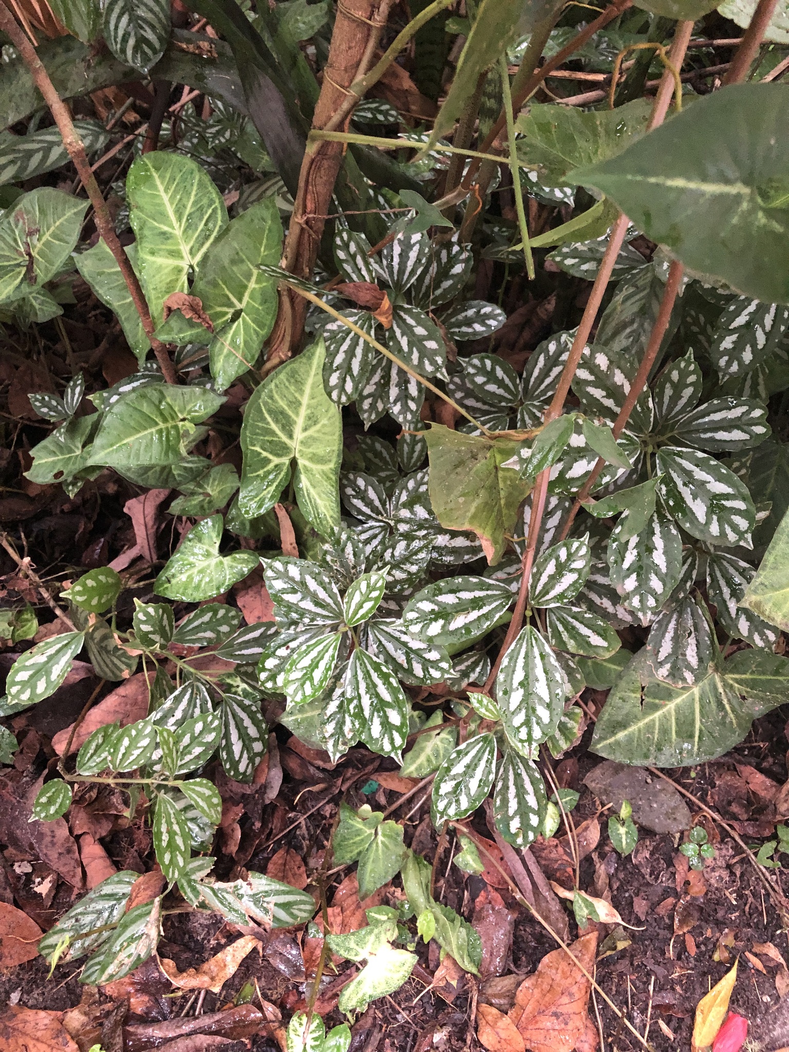 Imagem de Planta-mosaico