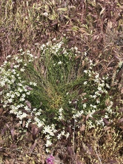 Phlox tenuifolia