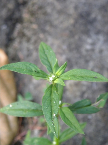 Spermacoce ovalifolia observed 2024-01-25