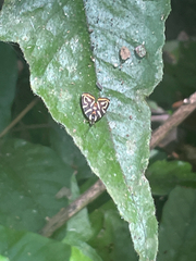 Hemerophila albertiana image