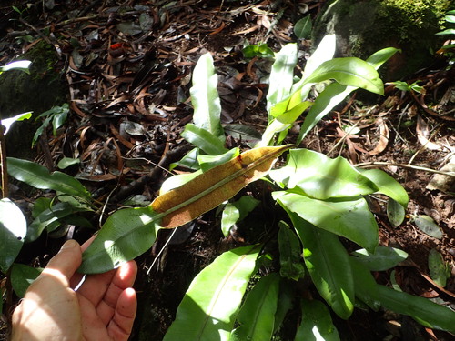 Elaphoglossum aemulum observed 2017-02-08
