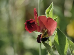 Lotus tetragonolobus