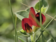 Lotus tetragonolobus