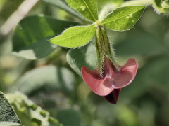 Lotus tetragonolobus