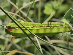 Lotus tetragonolobus