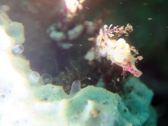 Idiotropiscis lumnitzeri