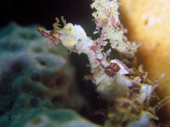 Idiotropiscis lumnitzeri