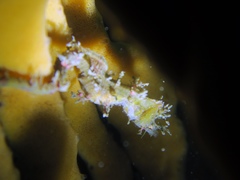 Idiotropiscis lumnitzeri