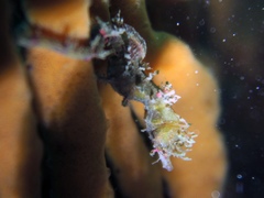 Idiotropiscis lumnitzeri