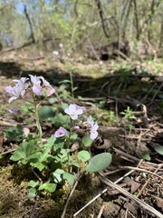 Cardamine douglassii