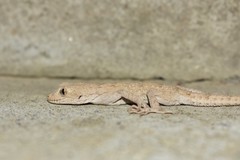 Mediodactylus russowii