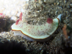 Goniobranchus daphne