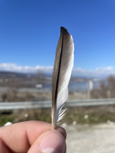 Plume de Grèbe à cou noir