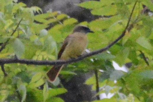 Myiodynastes bairdii image