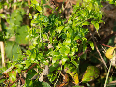 Asparagus asparagoides