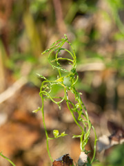 Asparagus asparagoides