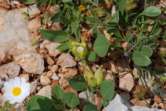 Tripodion tetraphyllum