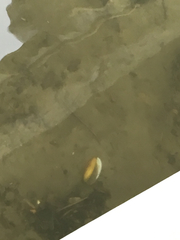 Unionoidea
