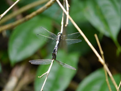 Libellulidae