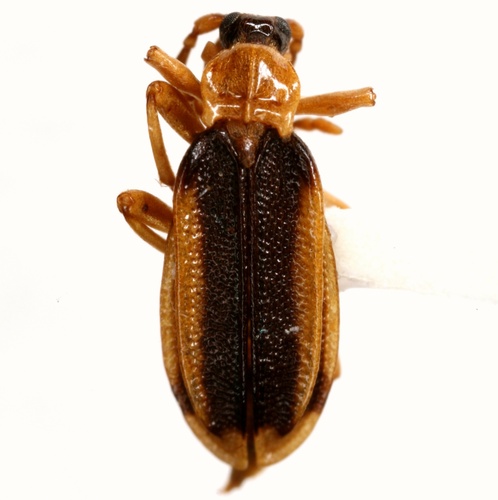 Ischalia costata