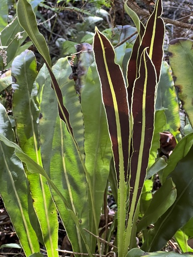 Elaphoglossum crassicaule