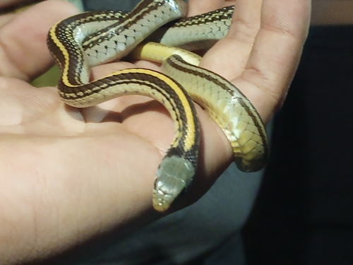 Baird's Patchnose Snake
