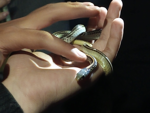 Baird's Patchnose Snake