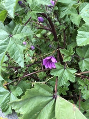 Malva