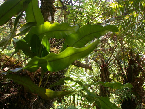 Elaphoglossum crassifolium