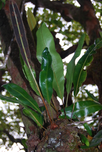 Elaphoglossum crassifolium observed 2011-11-16
