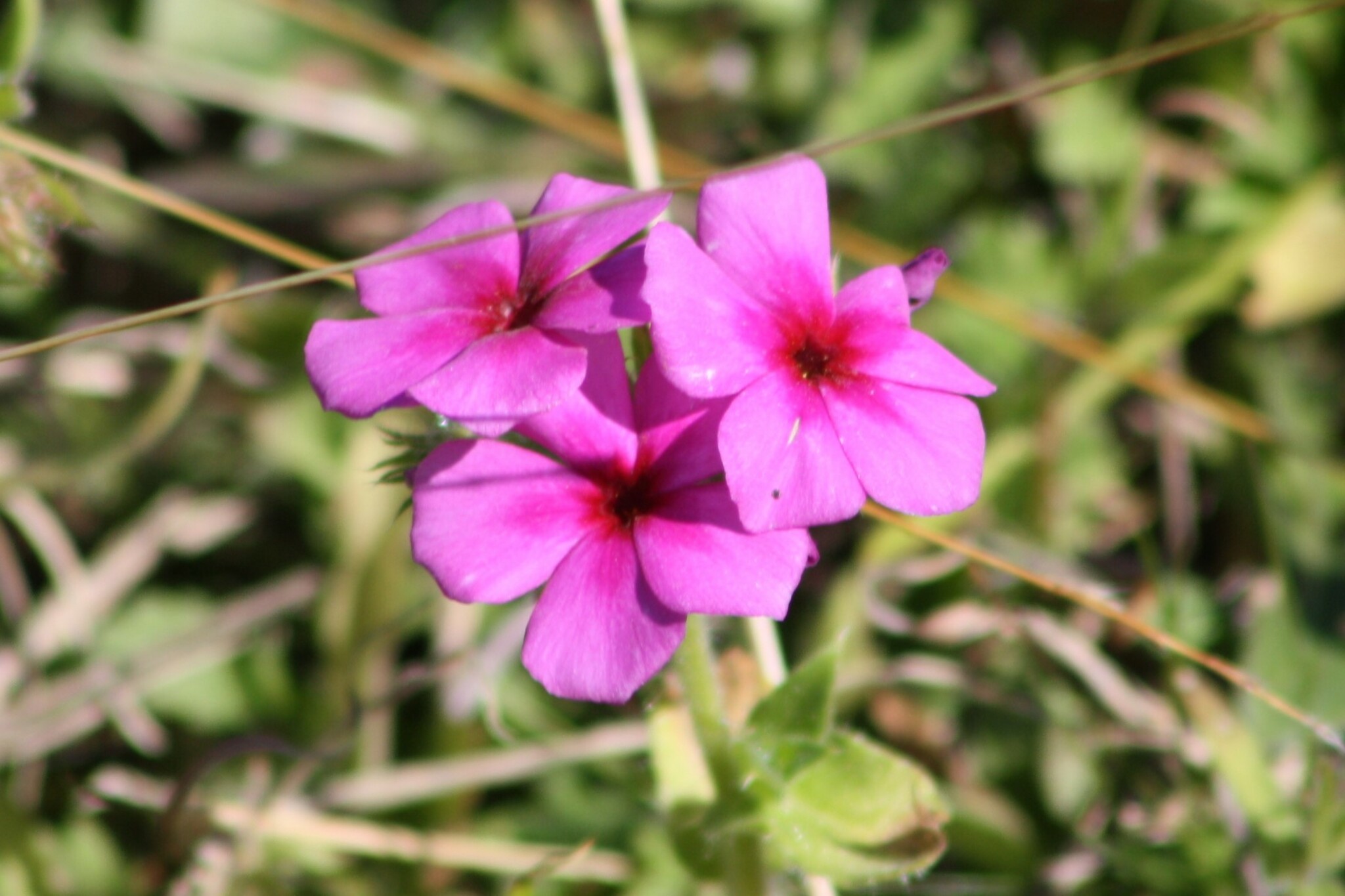 Imagem de Flores-de-Drummond