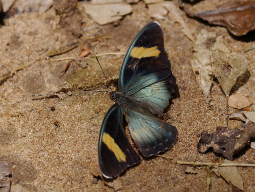 Common Ceres Forester