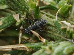 Andrion regensteinense