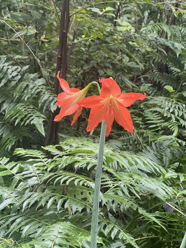 Foto de Açucena