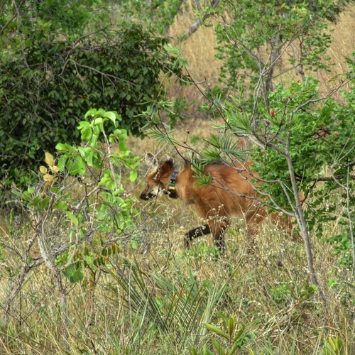 Maned Wolf