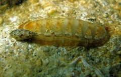 Ischnochiton cariosus