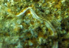 Spirobranchus taeniatus