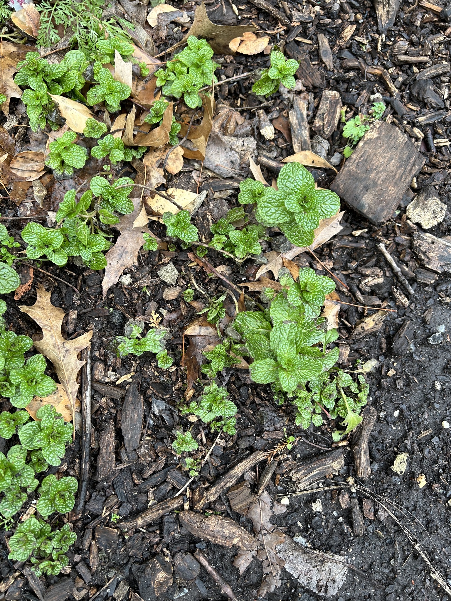 Imagem de Hortelã-verde