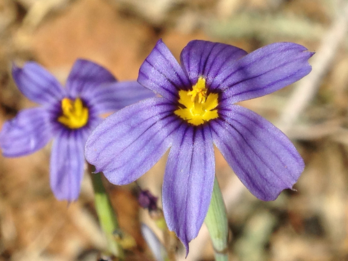 Bigroot Blue-eyed Grass (Sisyrinchium radicatum)