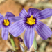 Bigroot Blue-eyed Grass - Photo (c) Damon Tighe, some rights reserved (CC BY-NC), uploaded by Damon Tighe