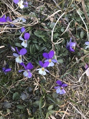 Viola tricolor tricolor