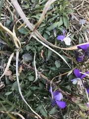 Viola tricolor tricolor