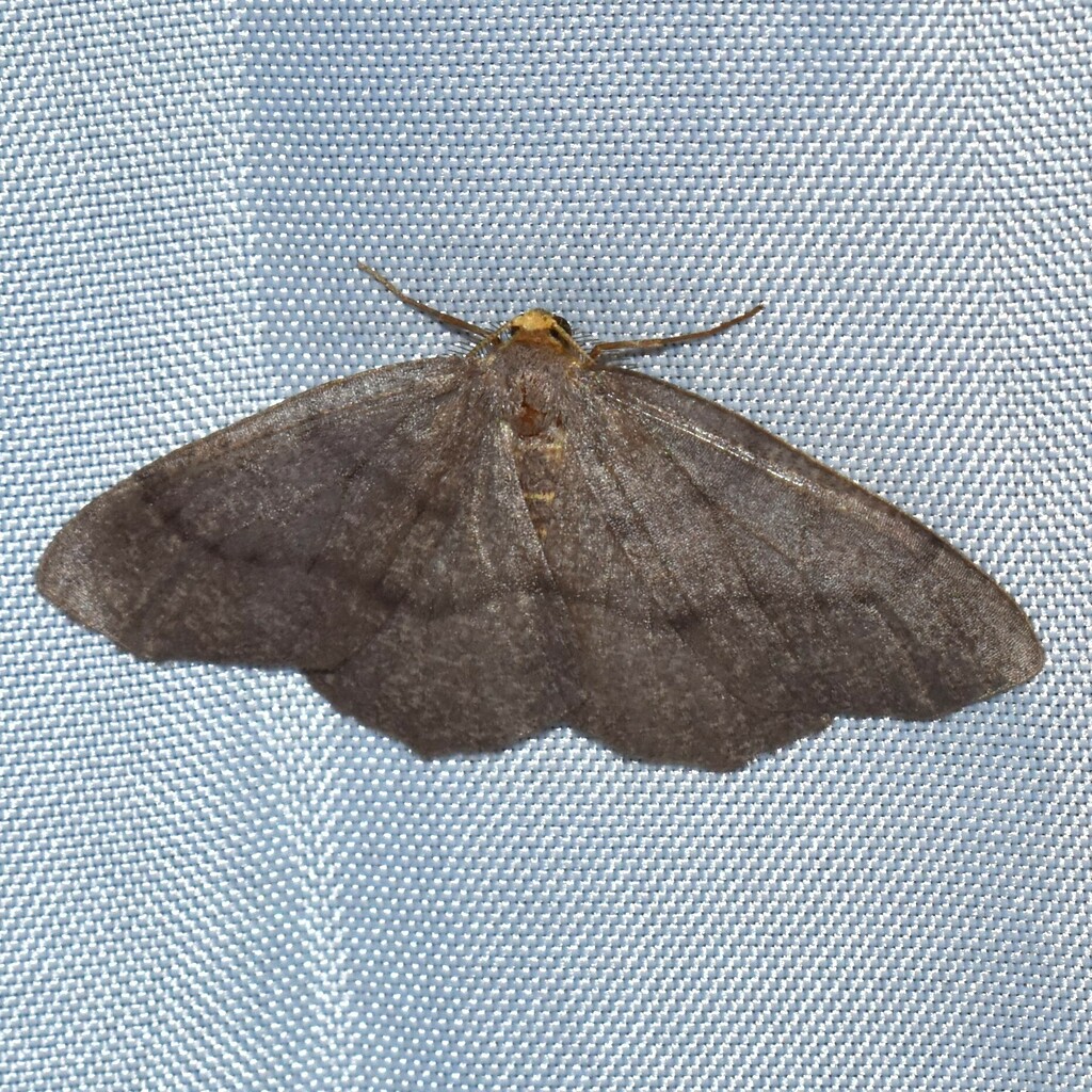 Yellow-headed Looper Moth
