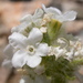 Oreocarya celosioides - Photo (c) Matt Lavin, μερικά δικαιώματα διατηρούνται (CC BY-SA)